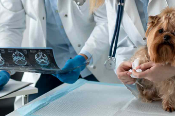 آزمایشگاه دامپزشکی 