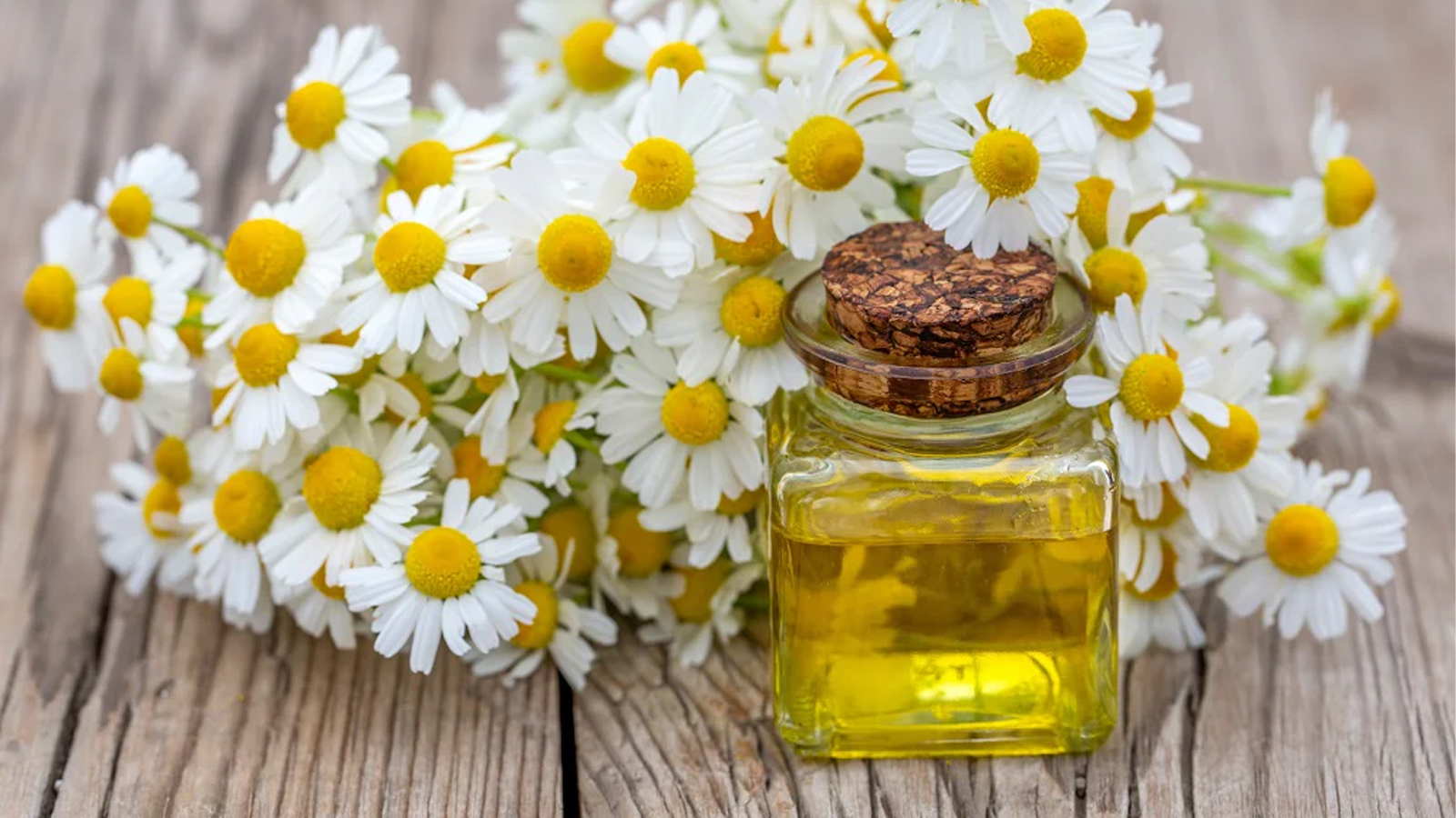 تفاوت گل بابونه، عرق بابونه و روغن بابونه