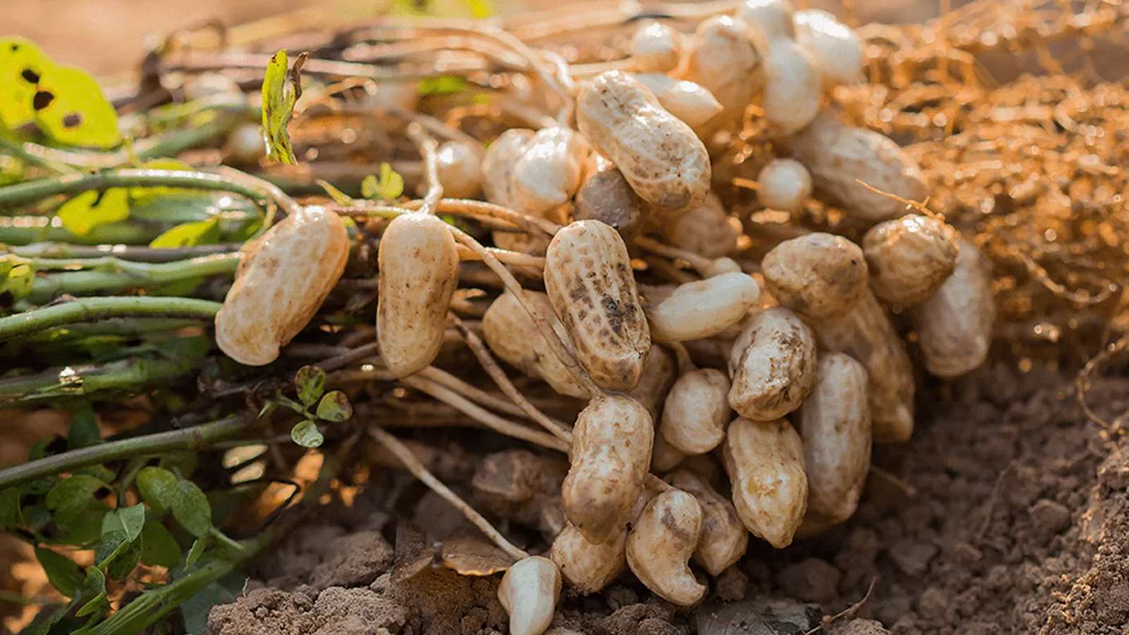 سایر فواید بادام زمینی