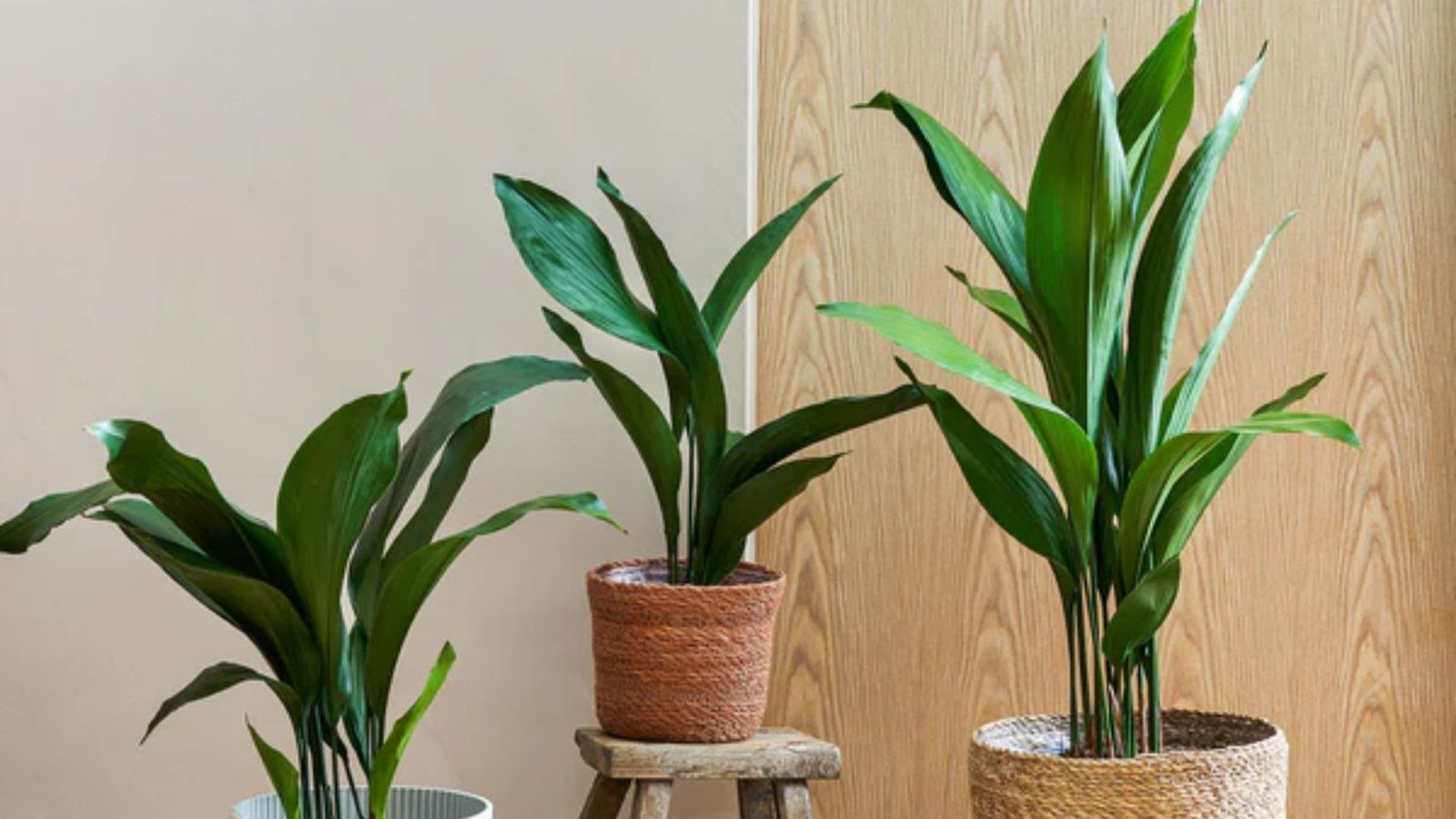 اسپیدیسترا از گیاهان آپارتمانی مقاوم به کم نوری