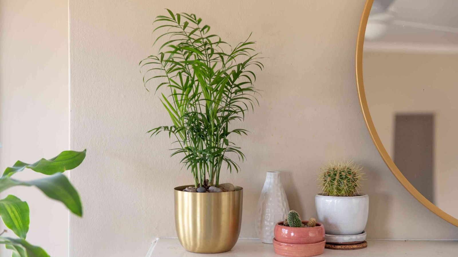 نخل شامادورا