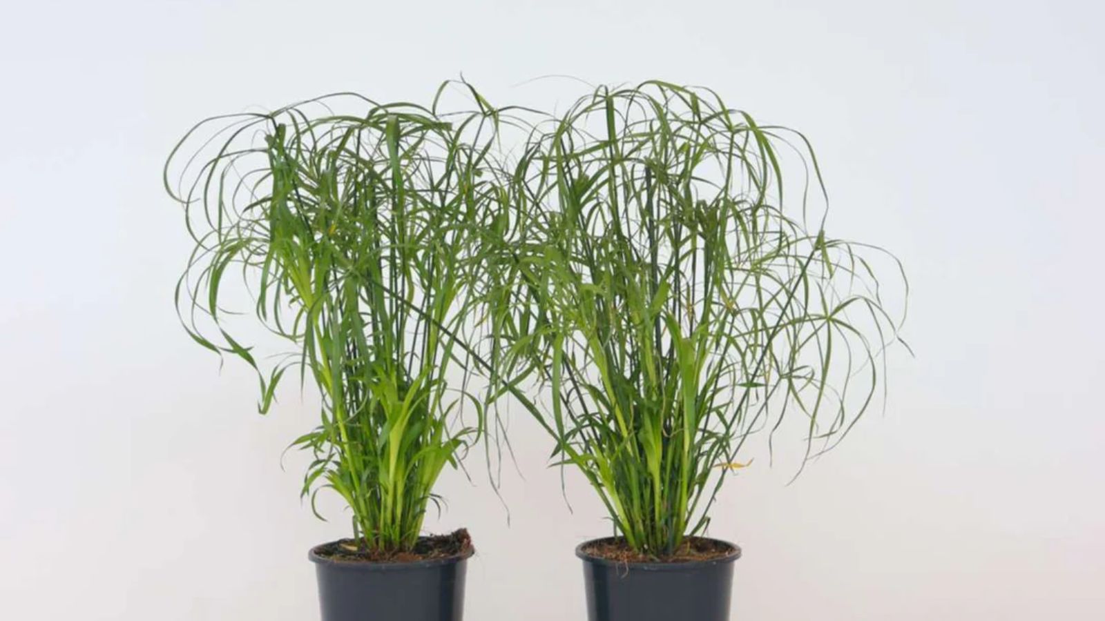 پاپیروس از گیاهان آپارتمانی مقاوم به کم نوری