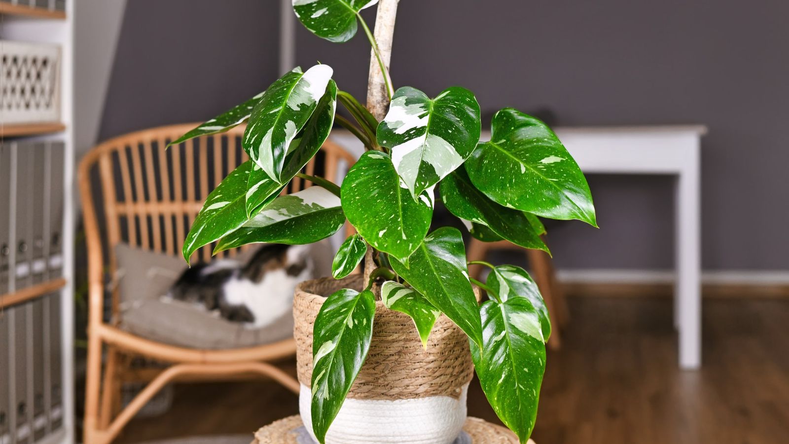 فیلودندورن از گیاهان آپارتمانی مقاوم به کم نوری