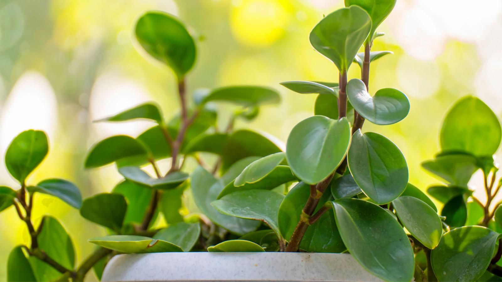 برگ قاشقی از گیاهان آپارتمانی مقاوم به کم نوری