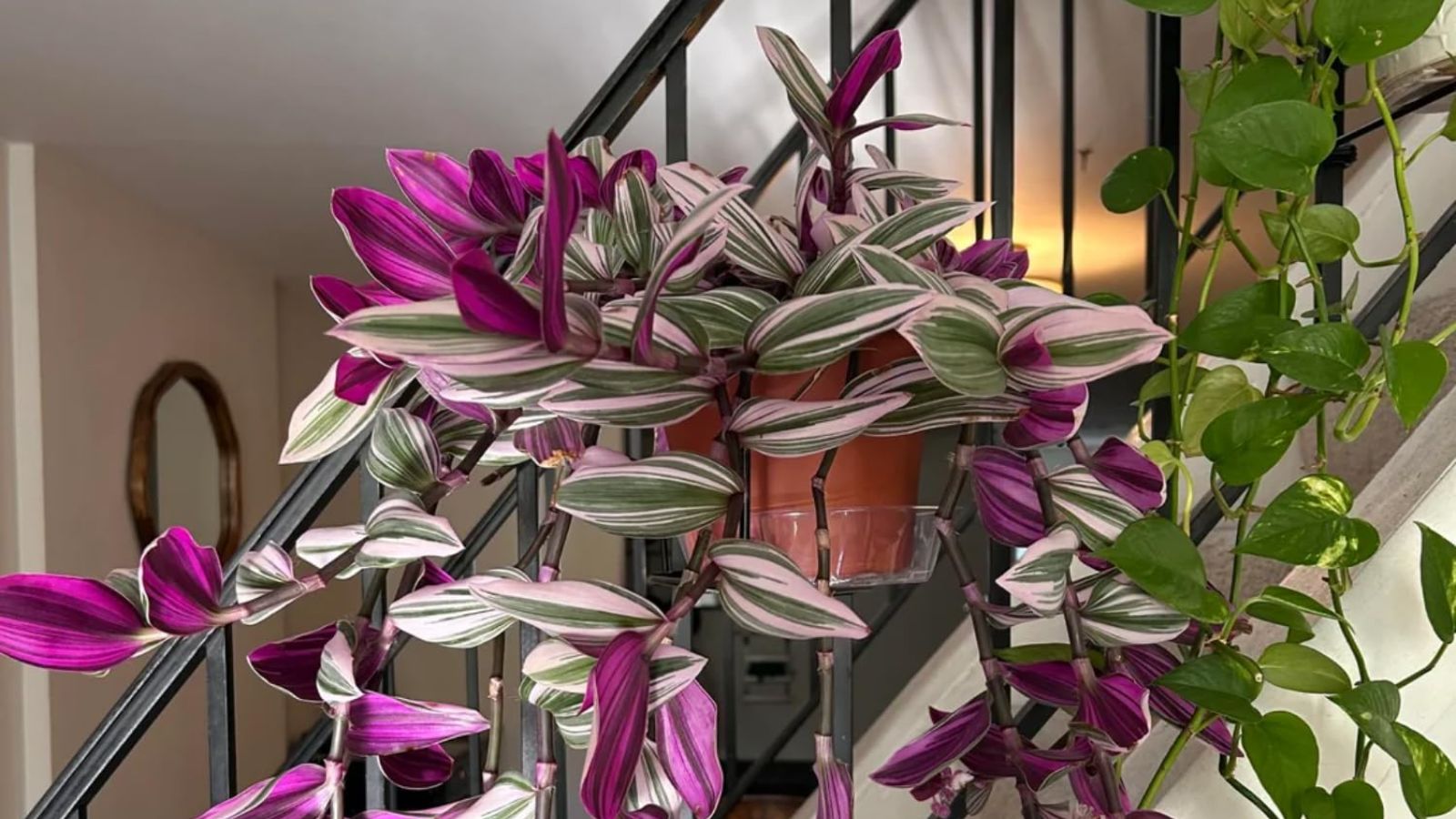 برگ بیدی از گیاهان آپارتمانی مقاوم به کم نوری