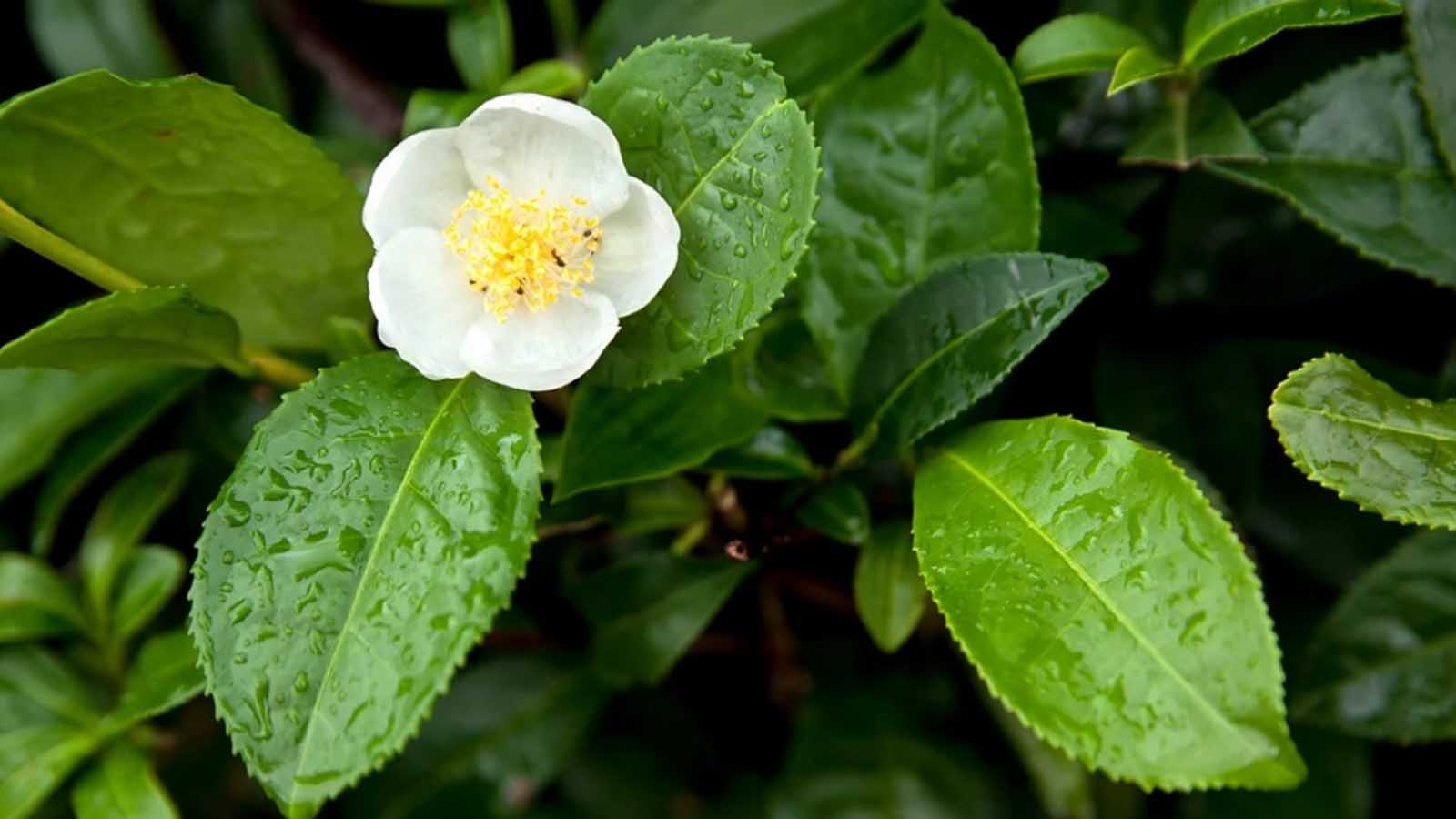 فواید چای سبز