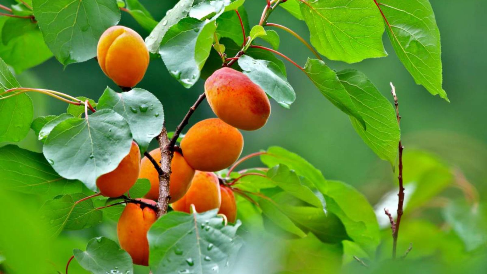 زردآلو برای پروستات