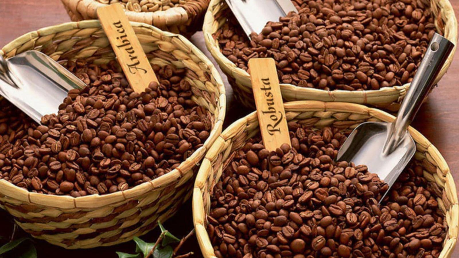 انواع قهوه و ویژگی‌ها