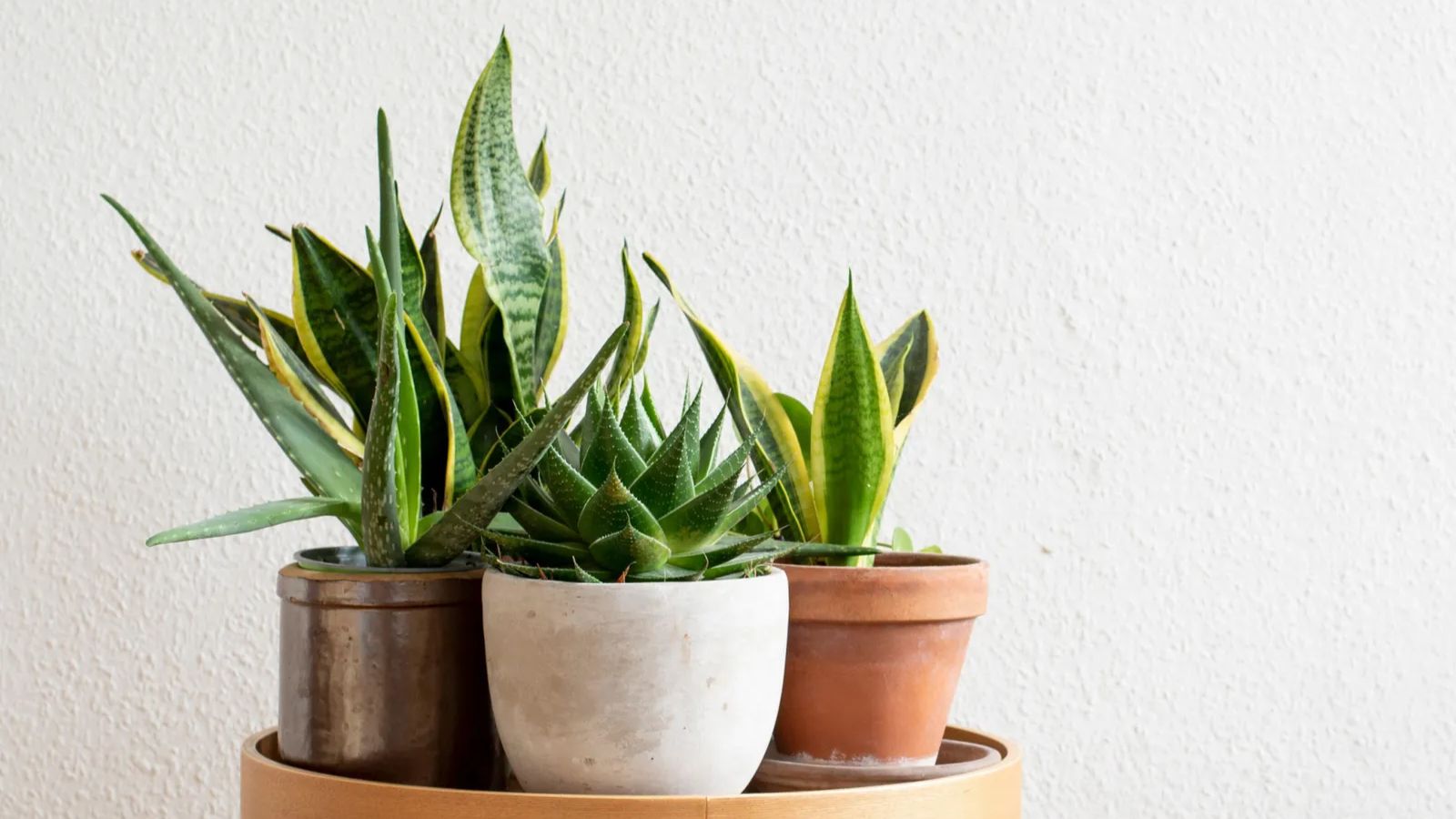 سانسوریا (Snake Plant)