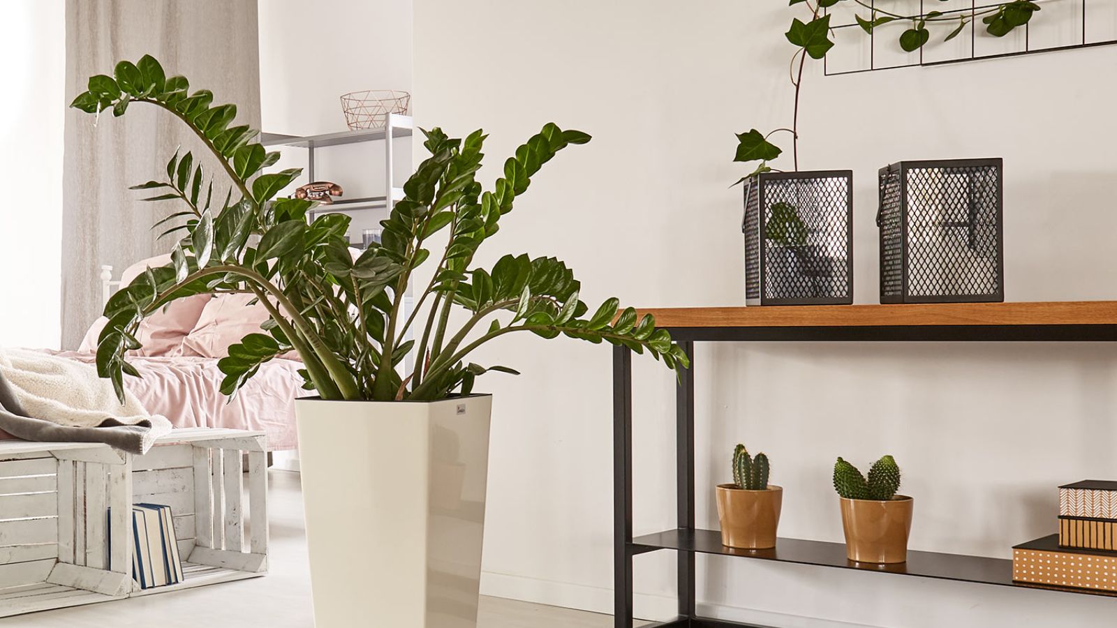 زاموفیلیا (Zamioculcas zamiifolia)