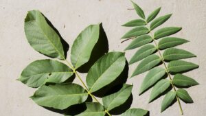 خواص برگ گردو