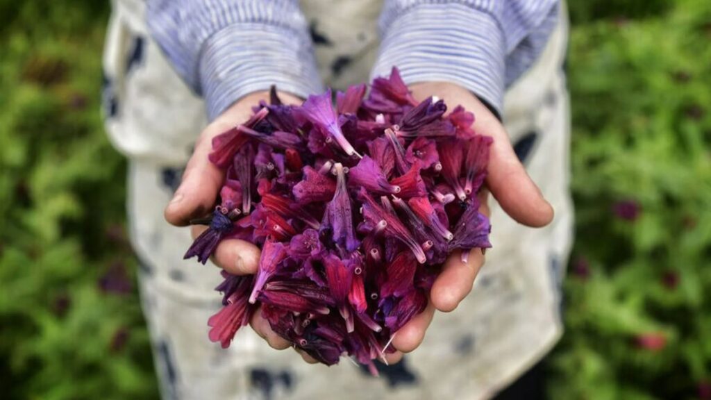 خواص گل گاو زبان