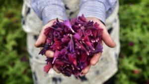 خواص گل گاو زبان