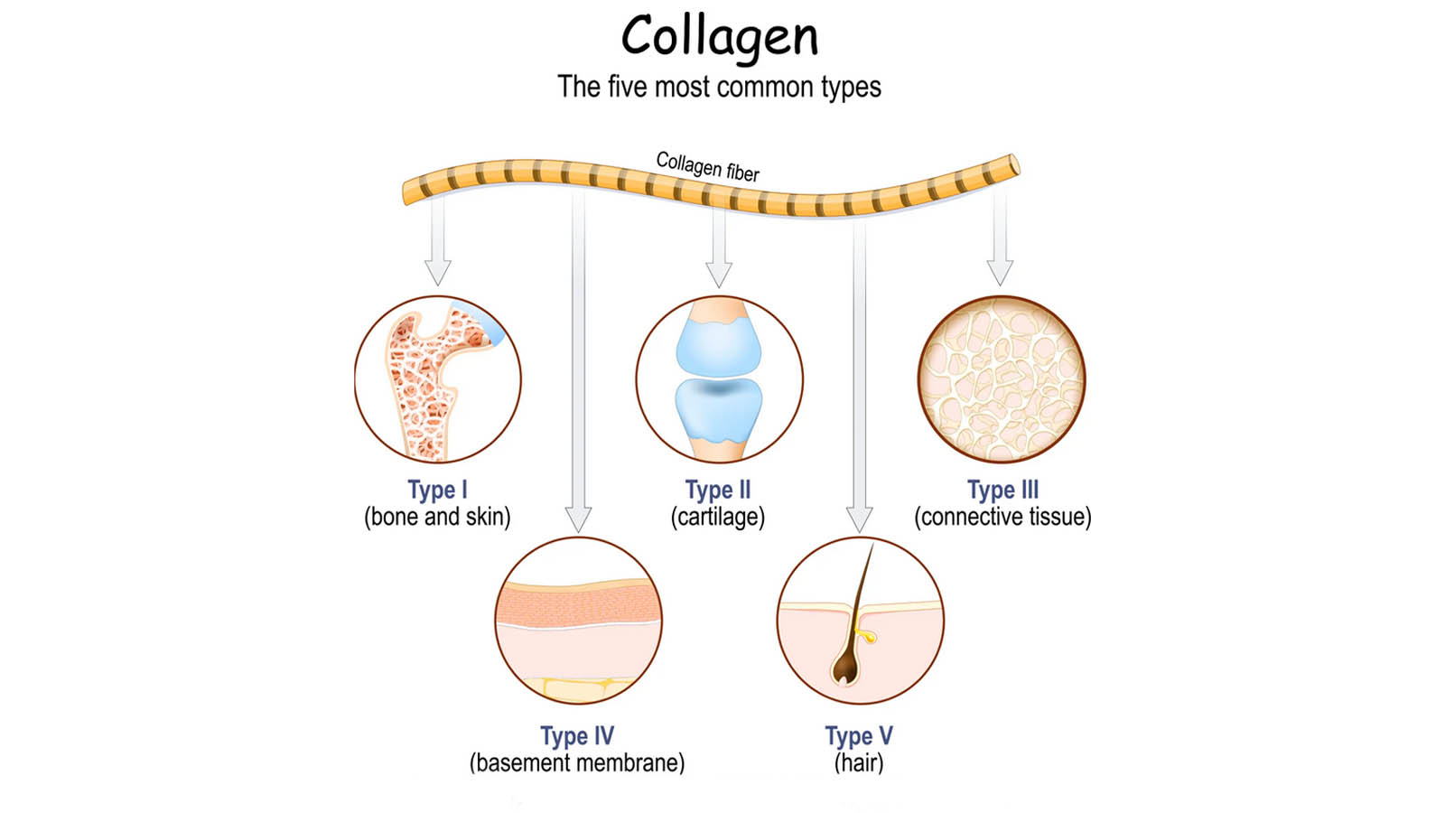 فواید کلاژن برای مو
