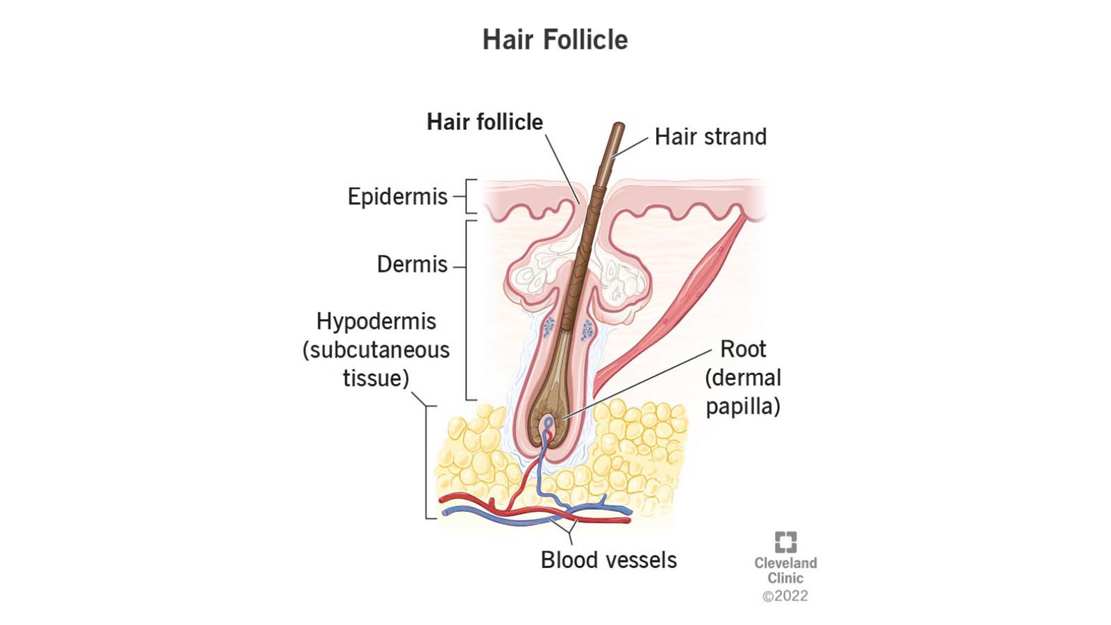 چرخه رشد مو چیست