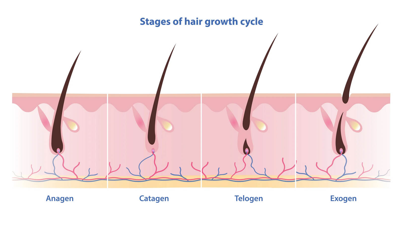 آناژن و تلوژن چیست