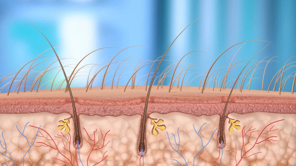 سلامت فولیکول مو