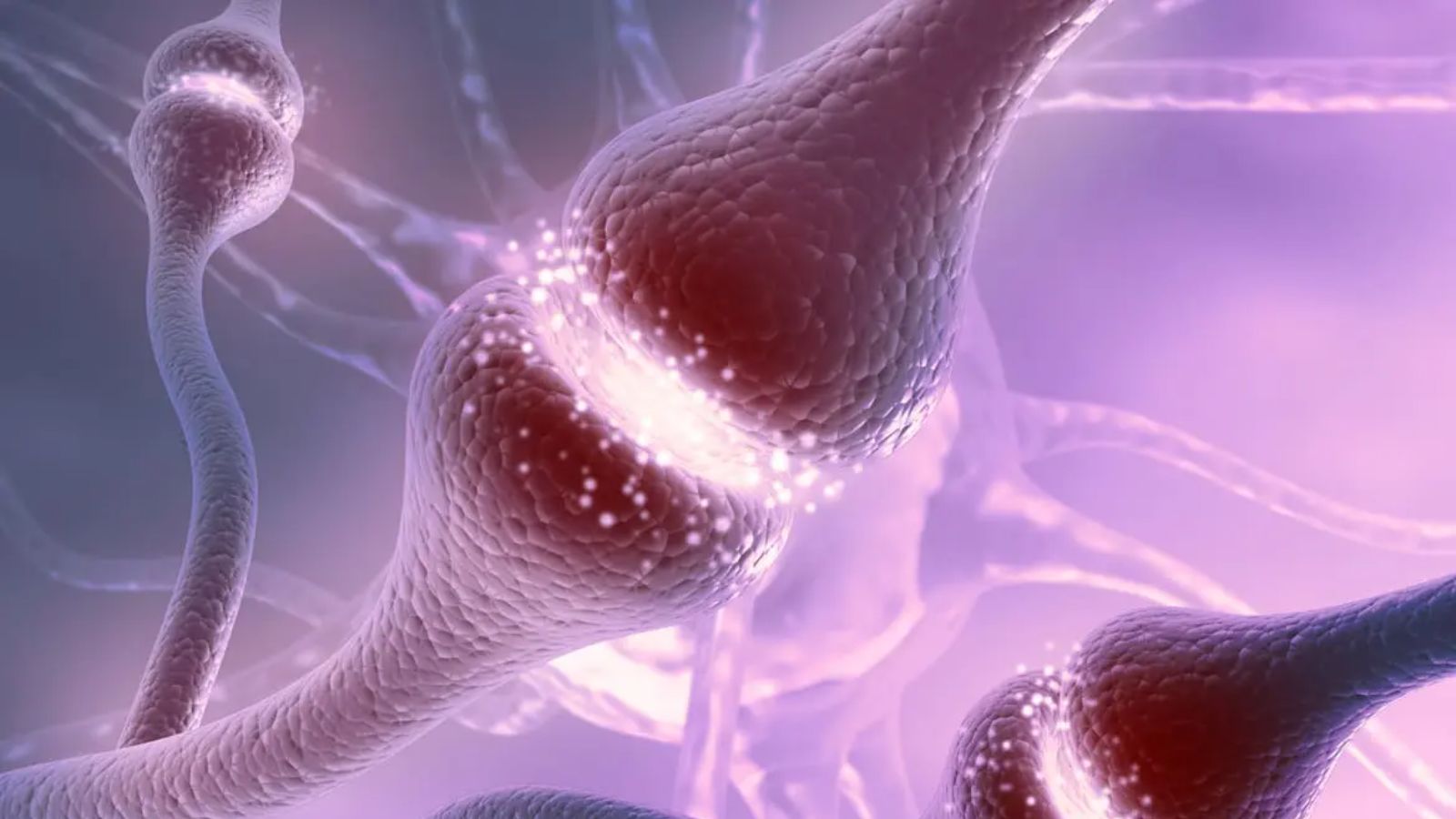 رابطه سروتونین با انتقال‌دهنده‌های عصبی