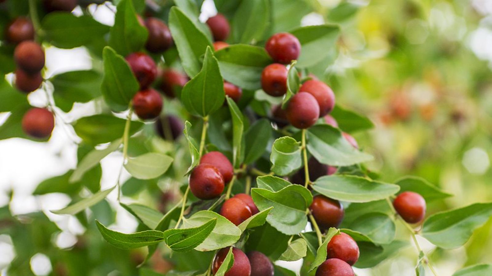 محافظت از کبد با عناب