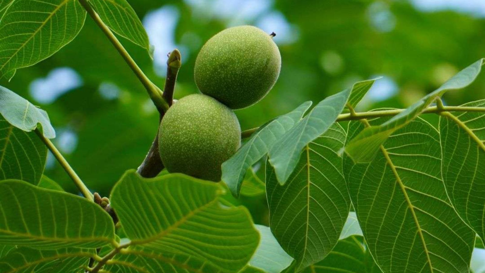 گردو تازه و برگ ان