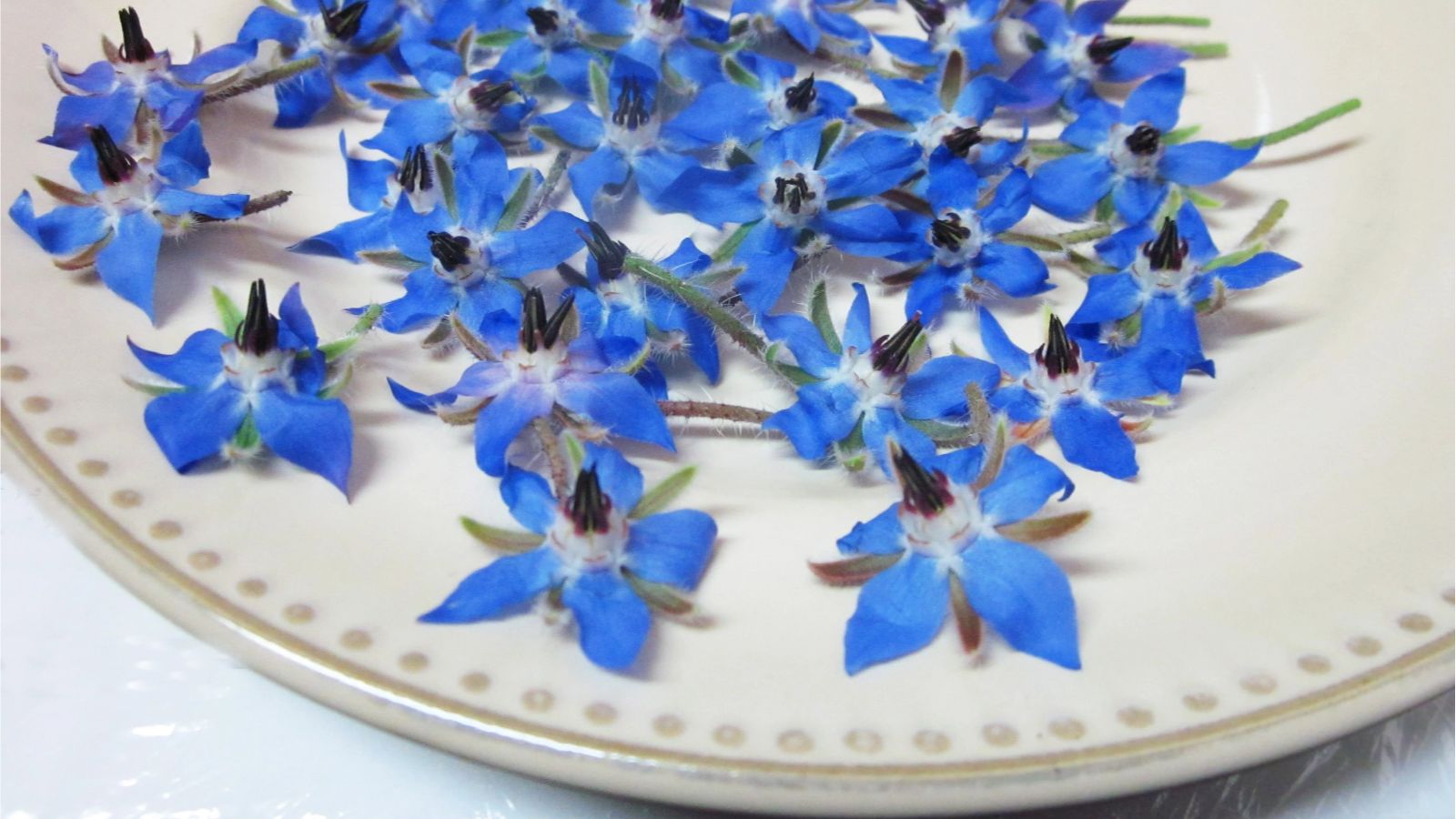 گل گاوزبان برای افسردگی