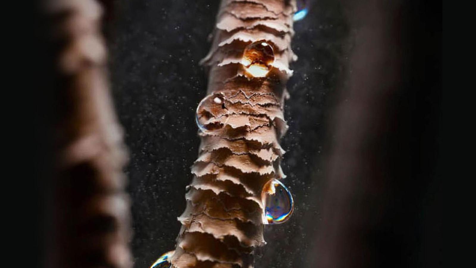 تقویت کوتیکول مو