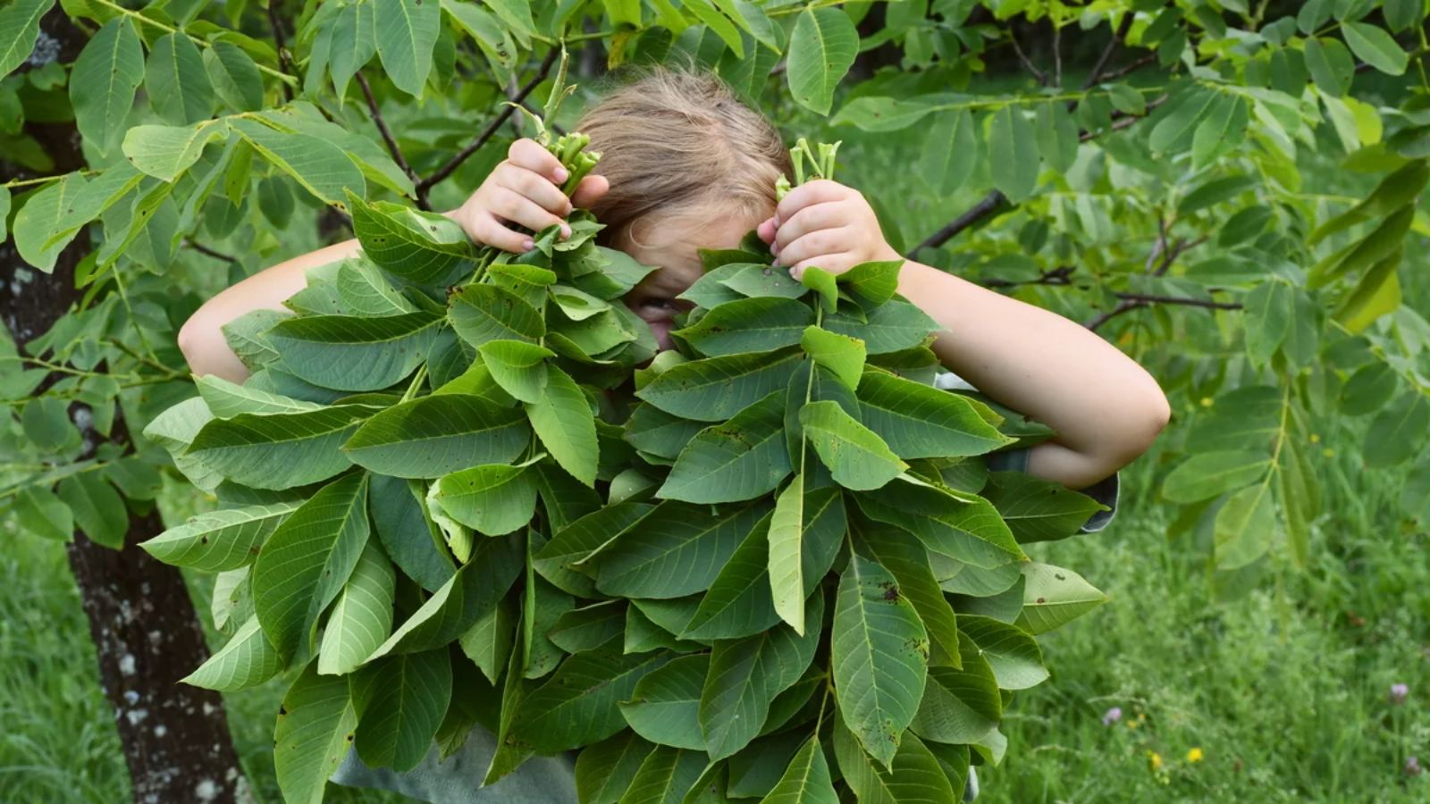 برگ درخت گردو برای مو