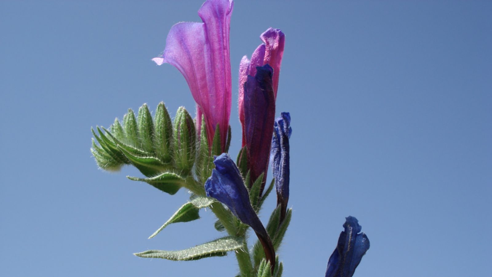 گل گاوزبان برای قلب