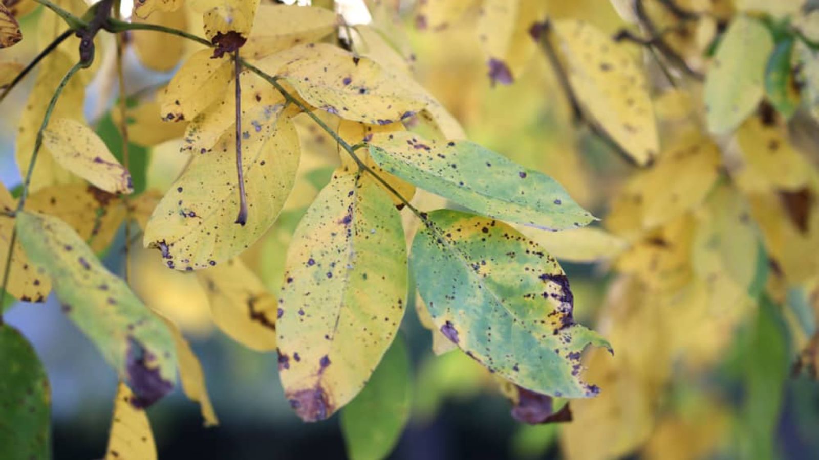 برگ زرد گردو