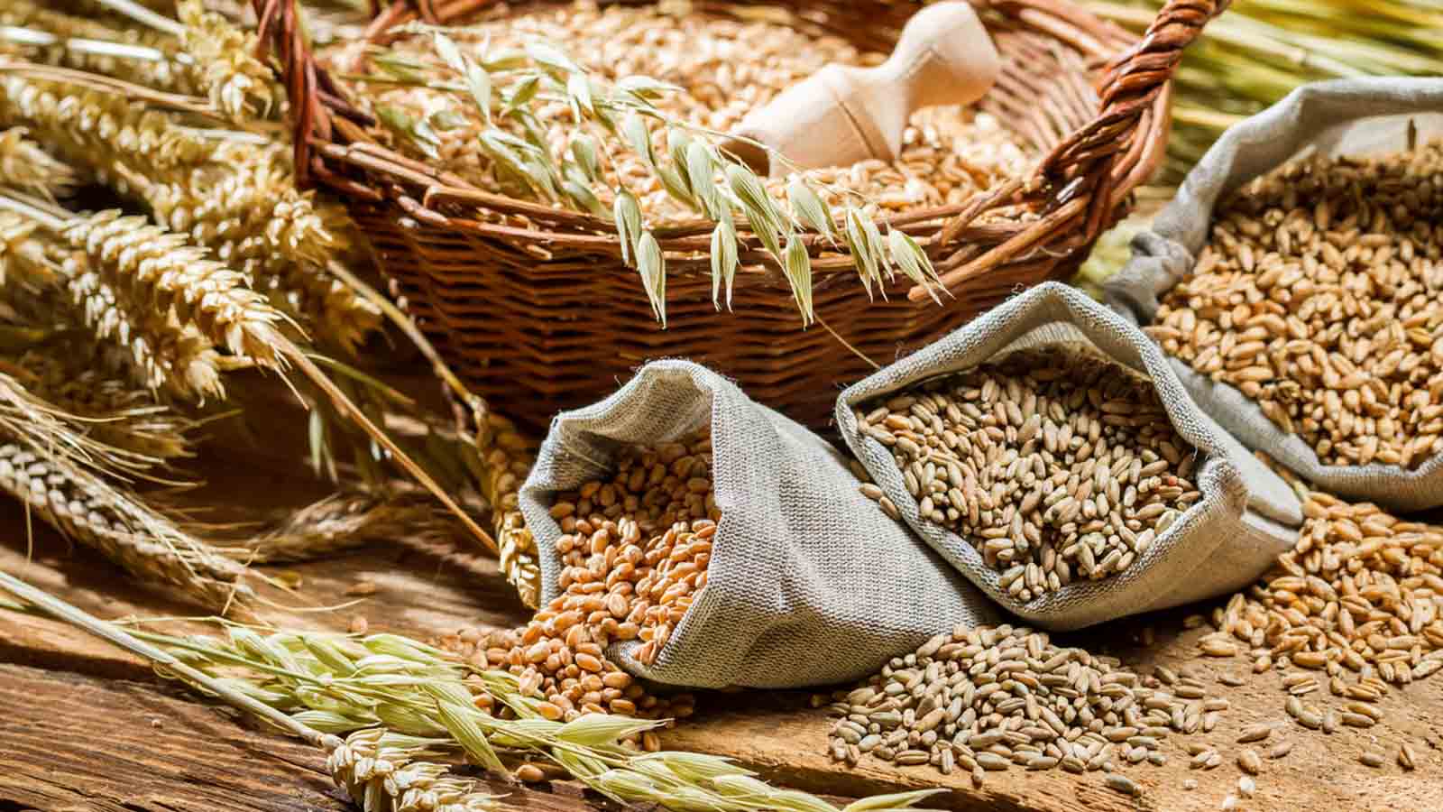 غلات کامل و لاغری