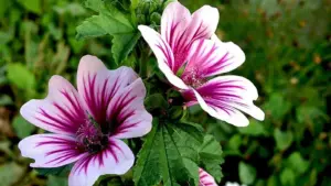 15 مورد از خواص پنیرک برای زنان و مردان + نحوه مصرف