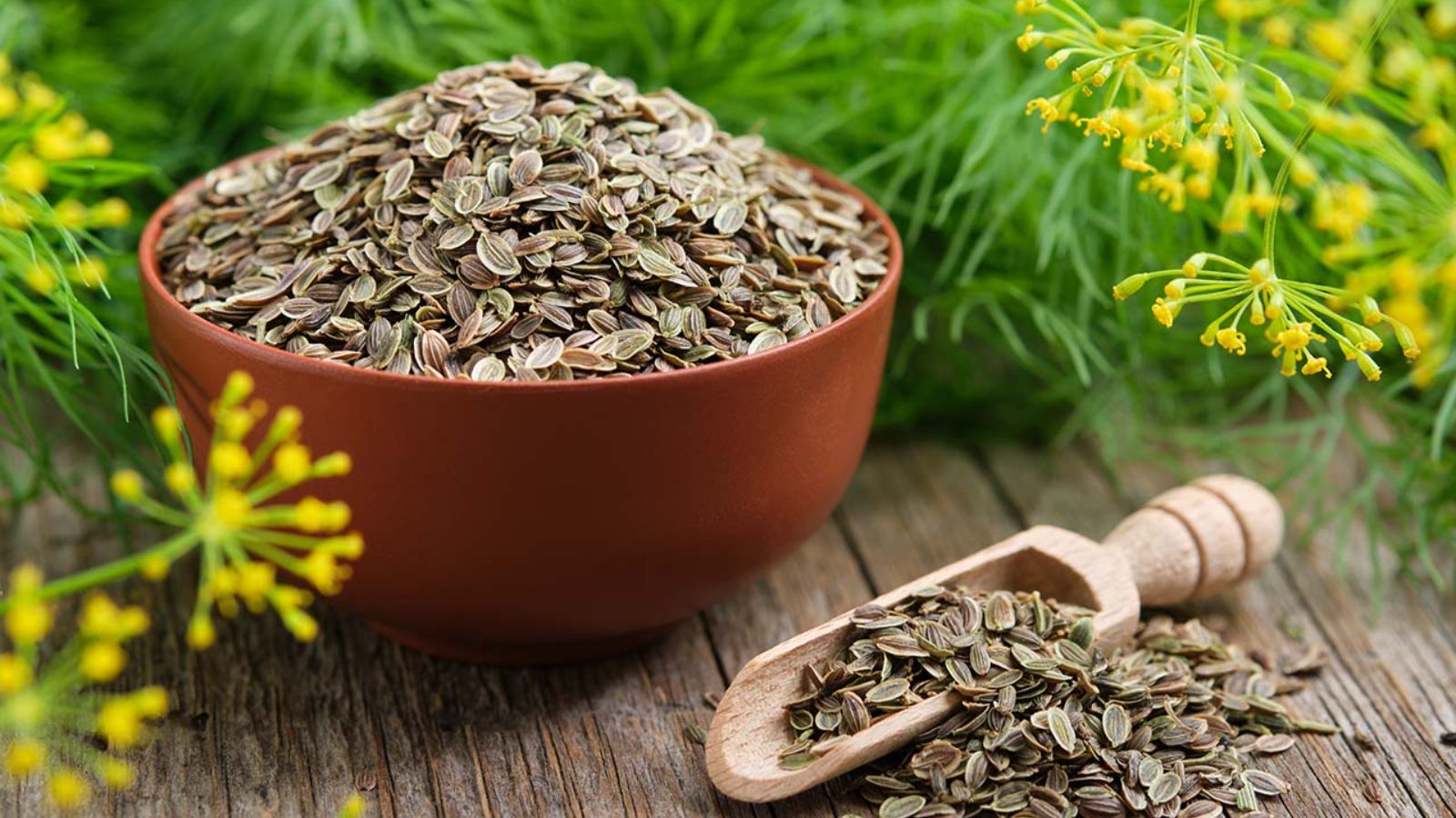 رازيانه براي چي خوبه 