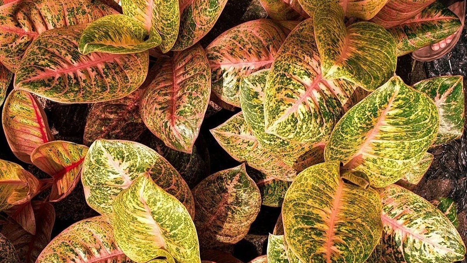 اگلونمای زرد