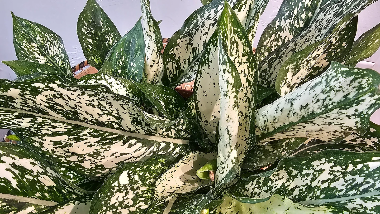 گل آگلونما برفی