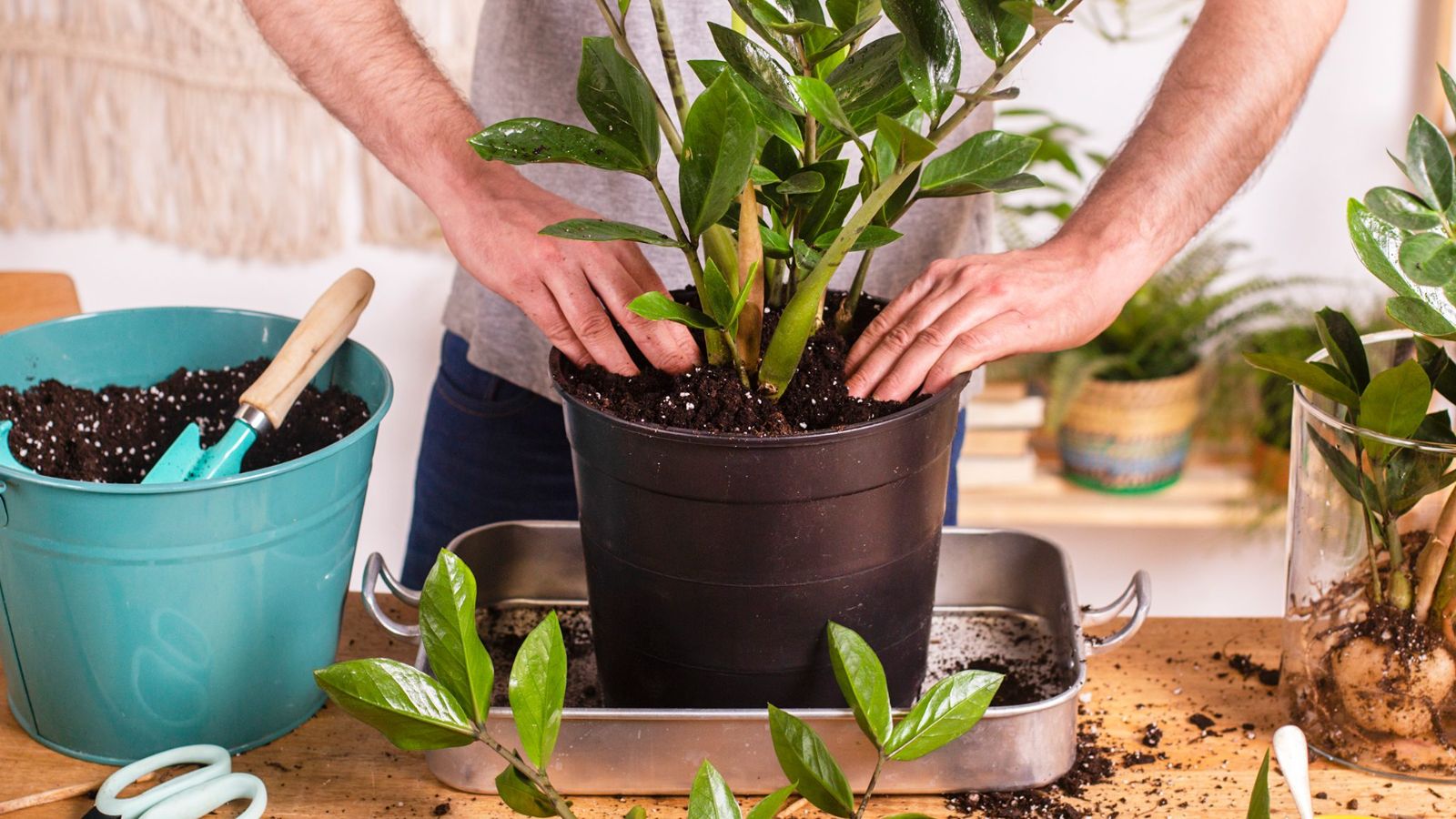 خاک زاموفیلیا