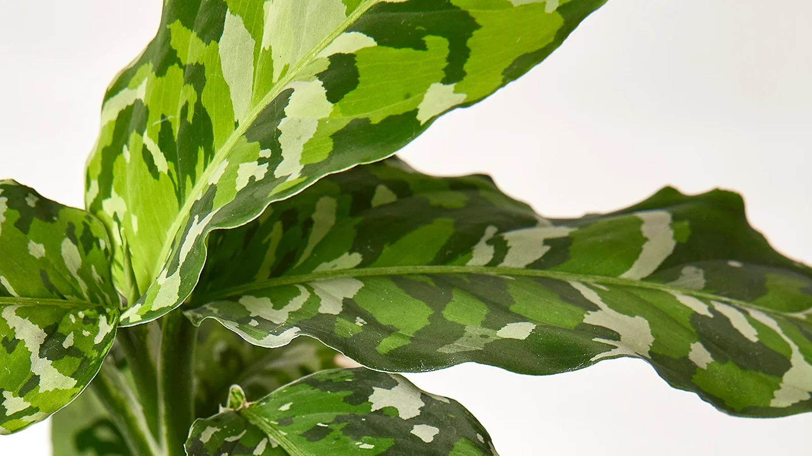 آگلونما ارتشی