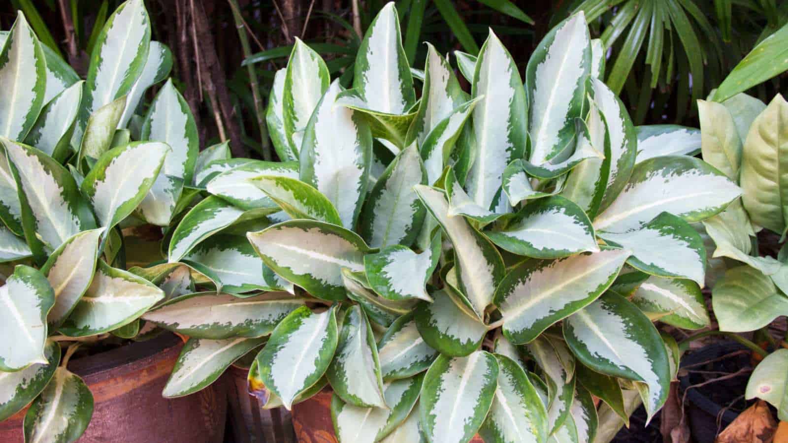 آگلونما سیلور بِی