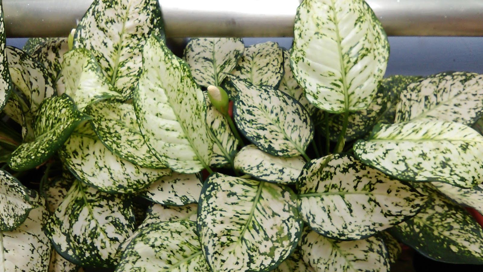 اسپرینگ اسنو