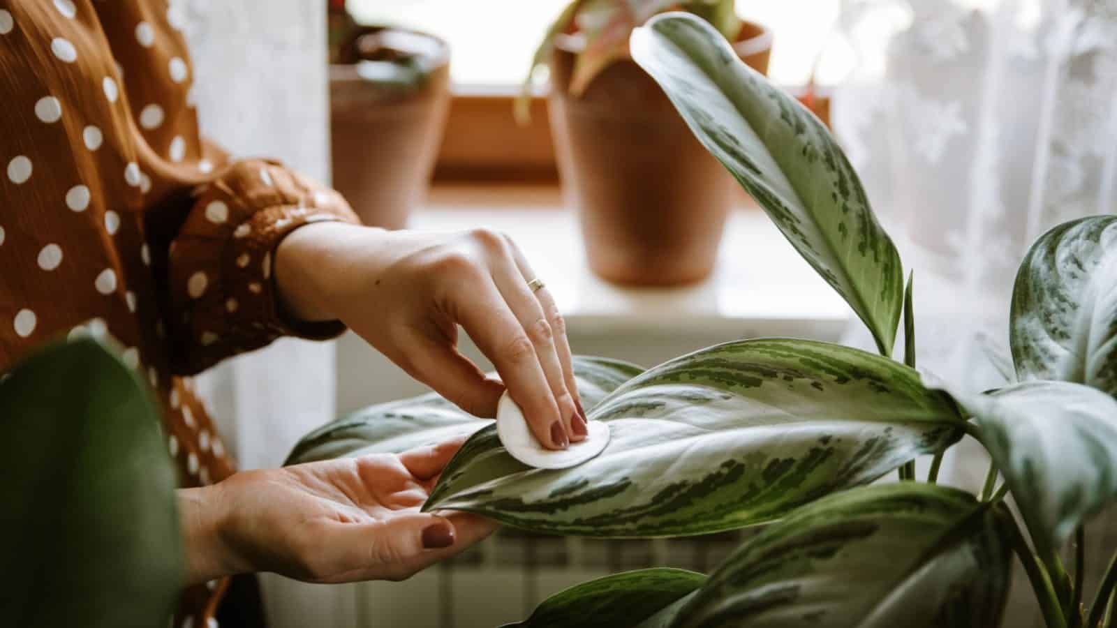 روشهای نگهداری از گیاه