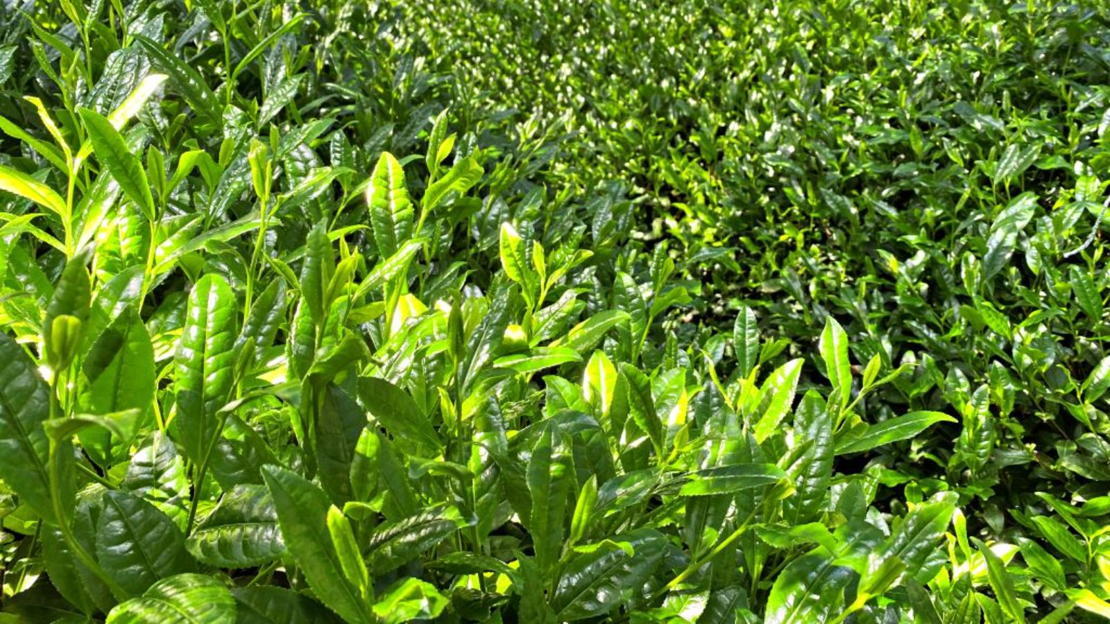 مزرعه چای ماچا