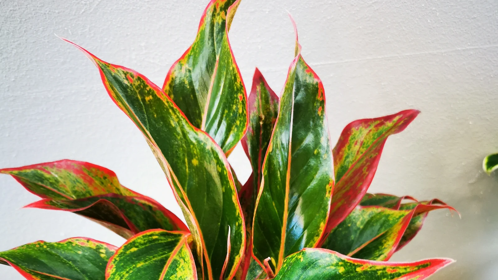 آگلونما قرمز