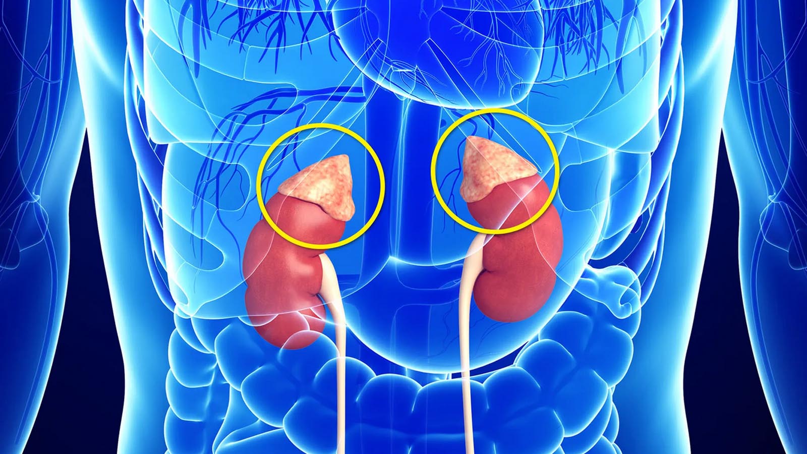 فرق اپی نفرین با نوراپی نفرین