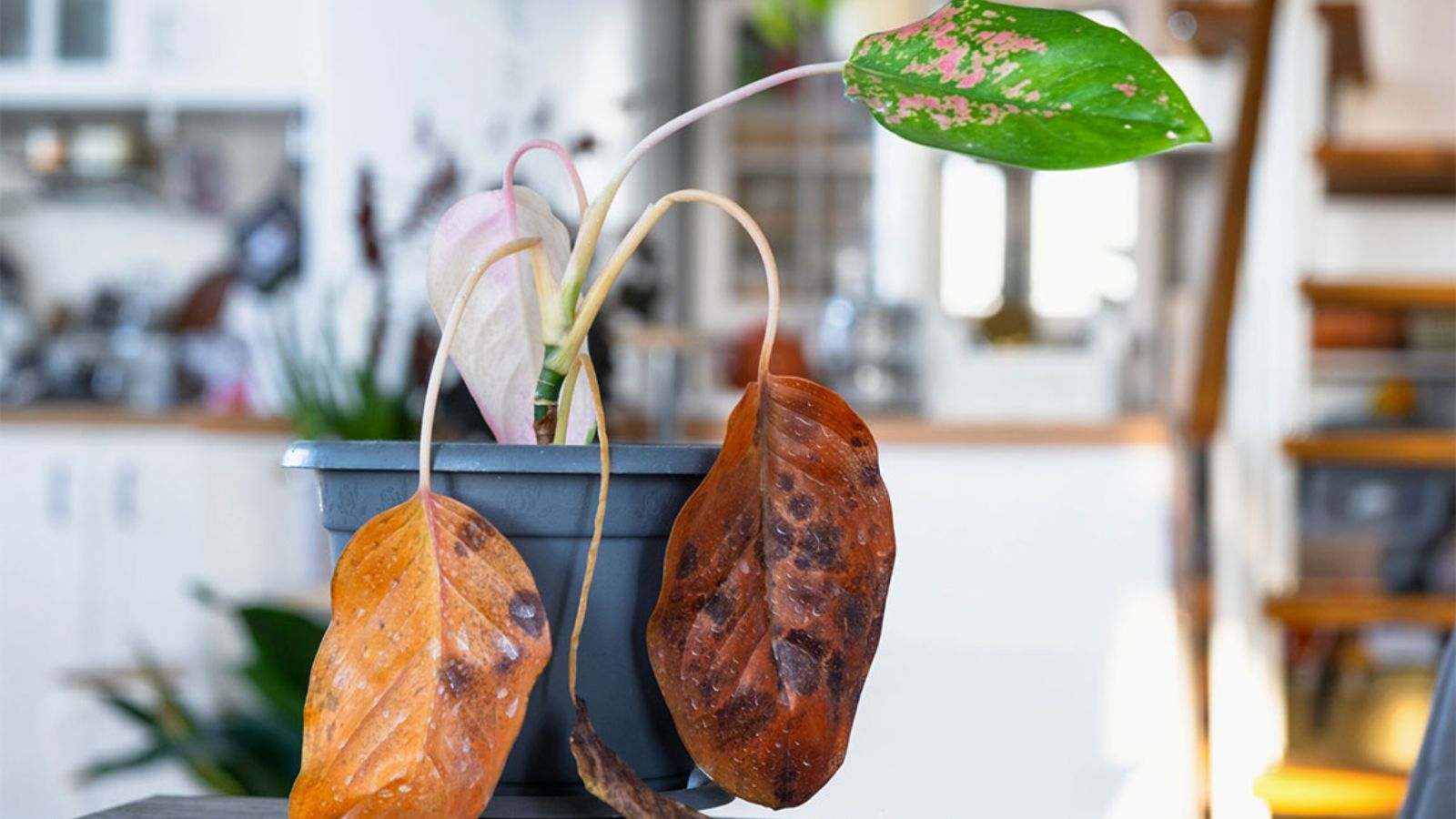 آگلونما برفی زرد شدن