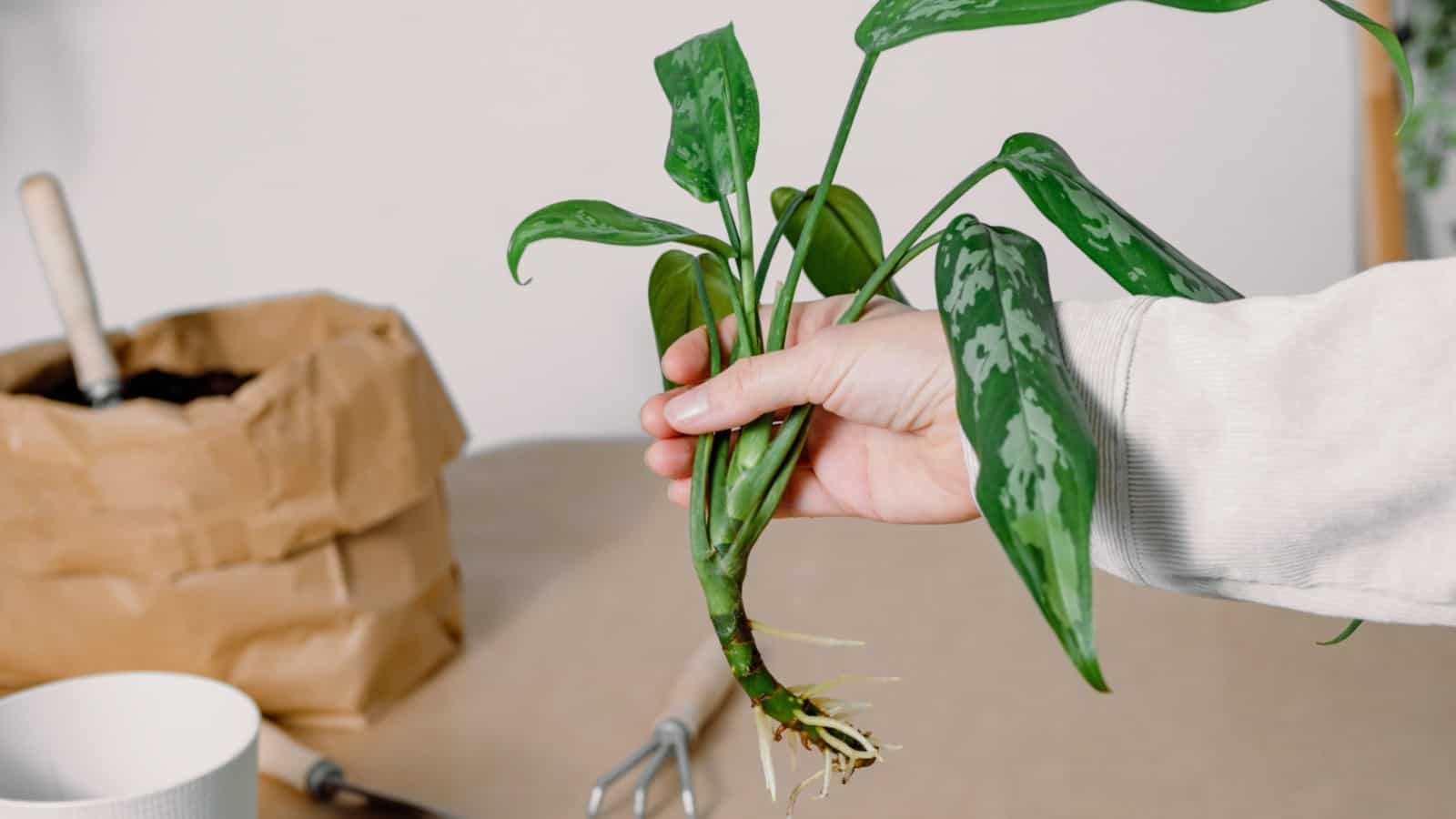 آگلونما برفی تکثیر