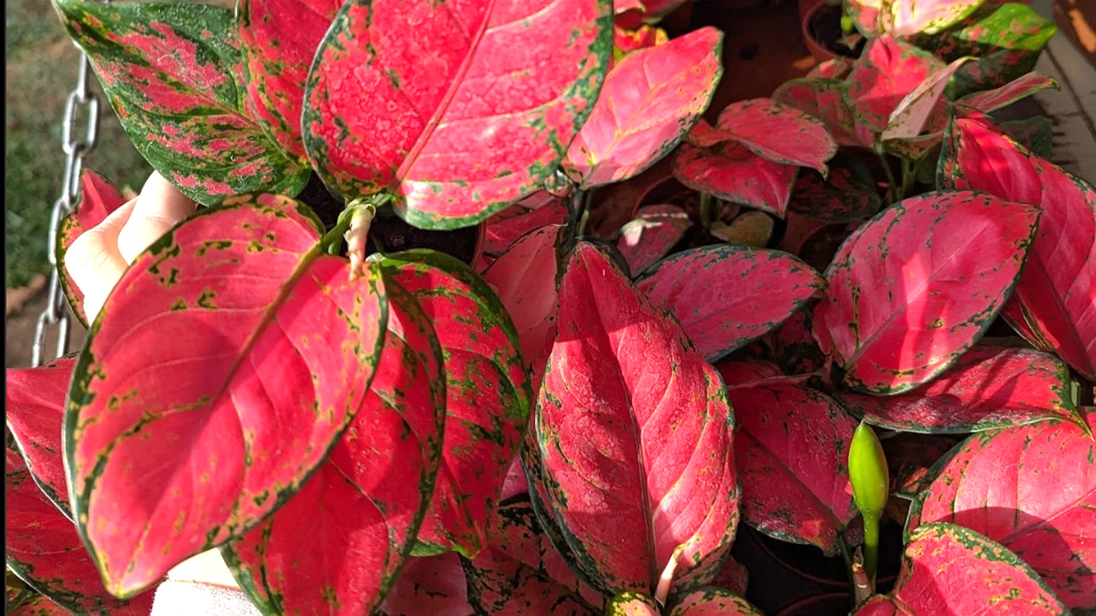 گل آگلونما ولنتاین قرمز