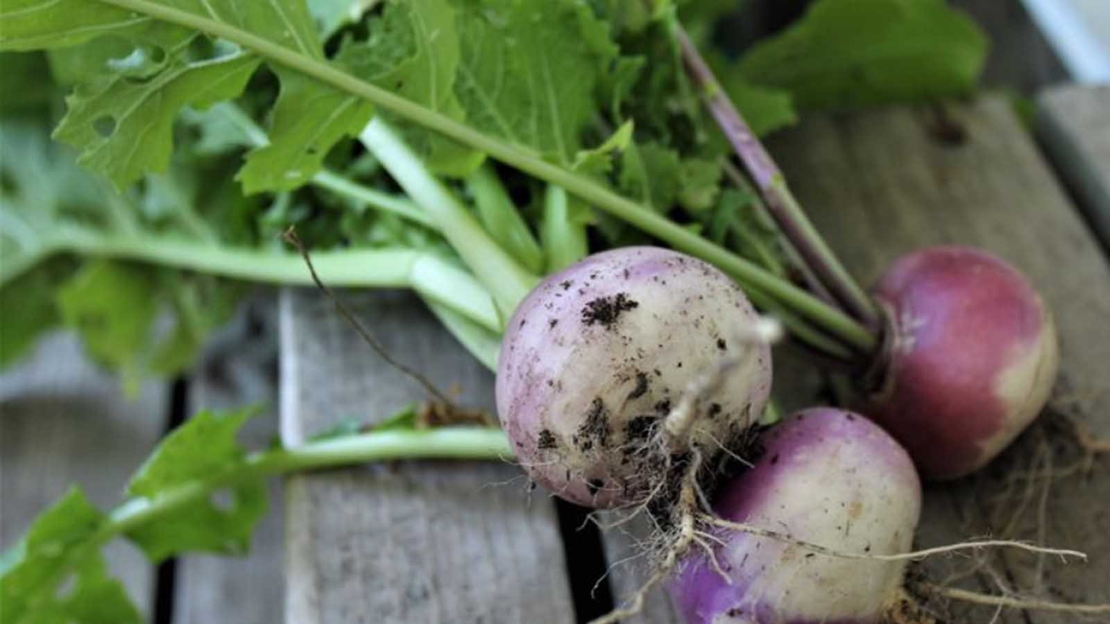 خواص شلغم چیست