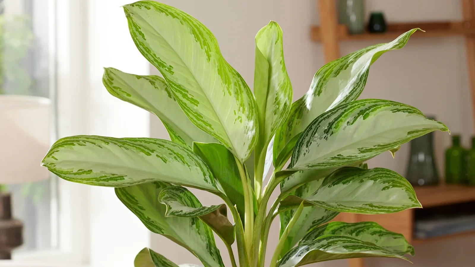 آگلونما طلایی