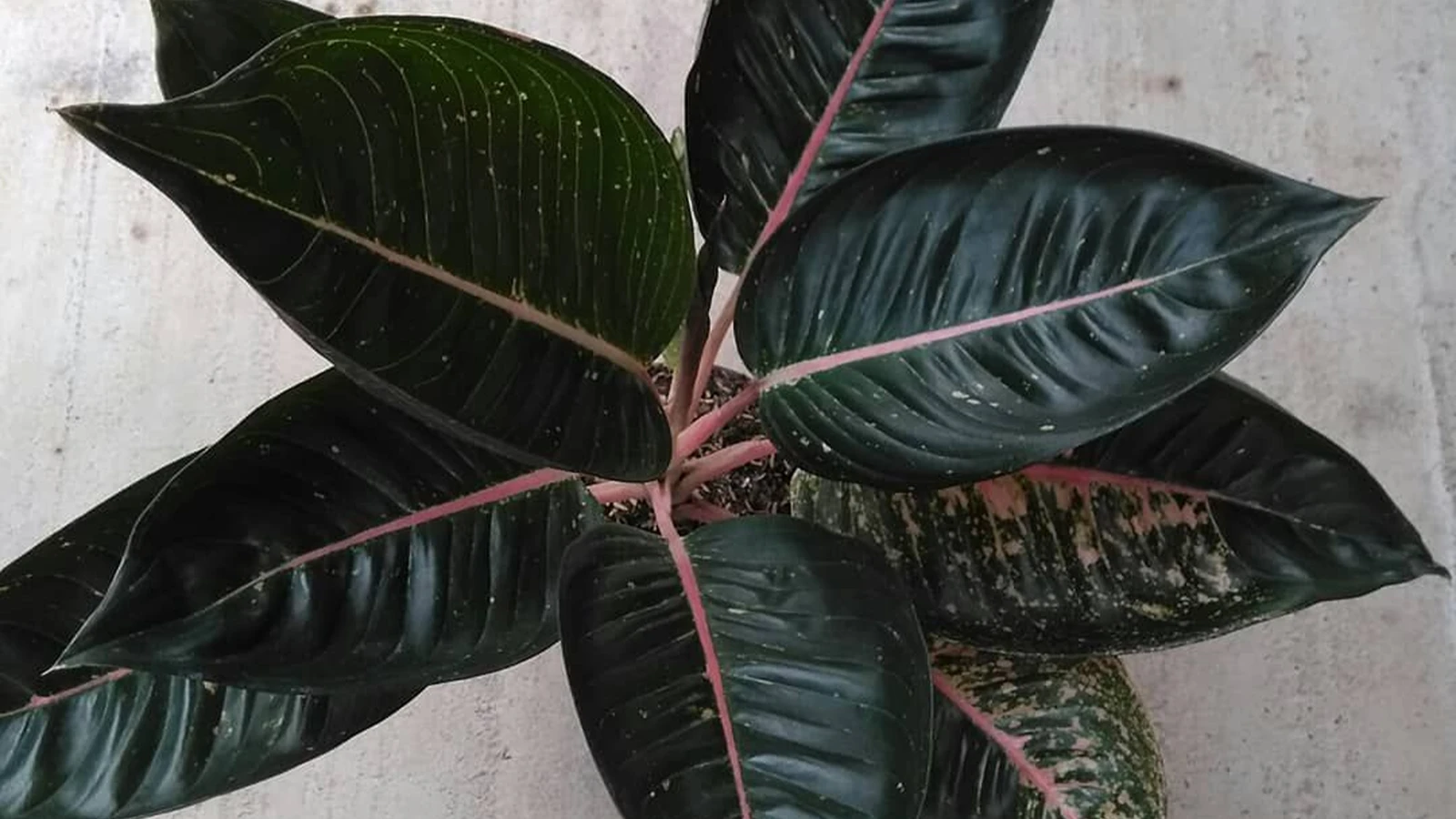 آگلونما بلک