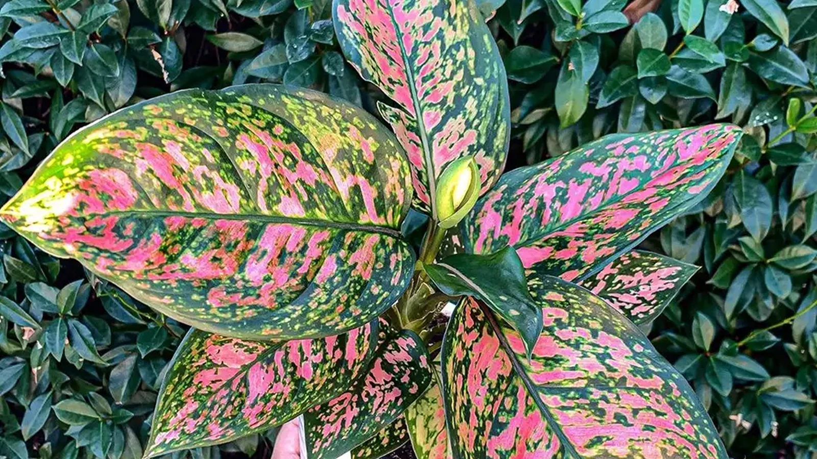 گل آگلونما صورتی