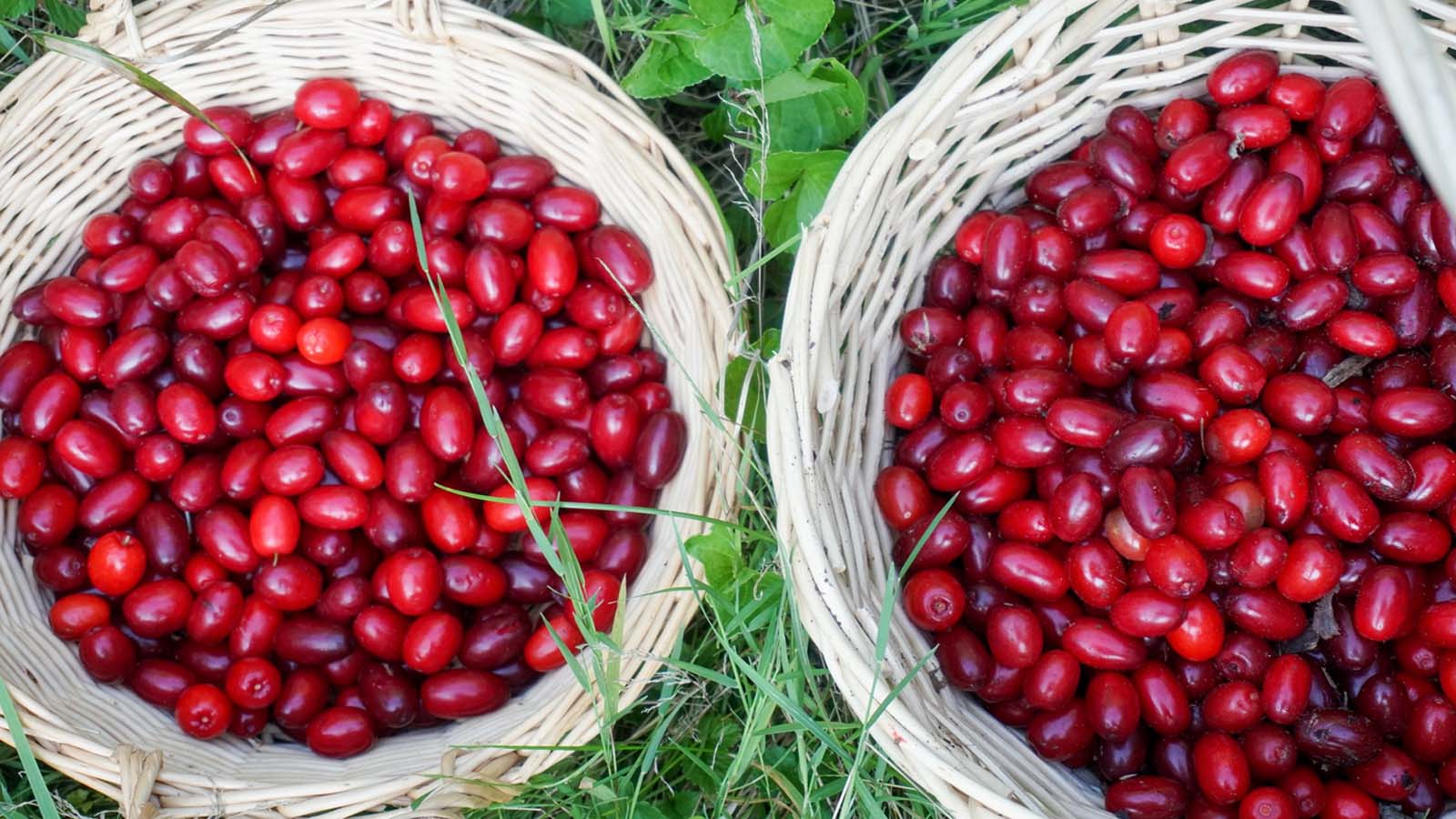 خواص زغال اخته برای معده